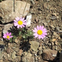 Güzelleme–Cemal Süreya