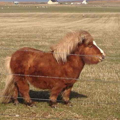 one trick pony