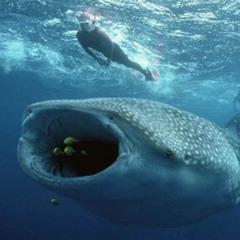 Best Whale Shark Snorkeling Isla Mujeres Prices Reviews