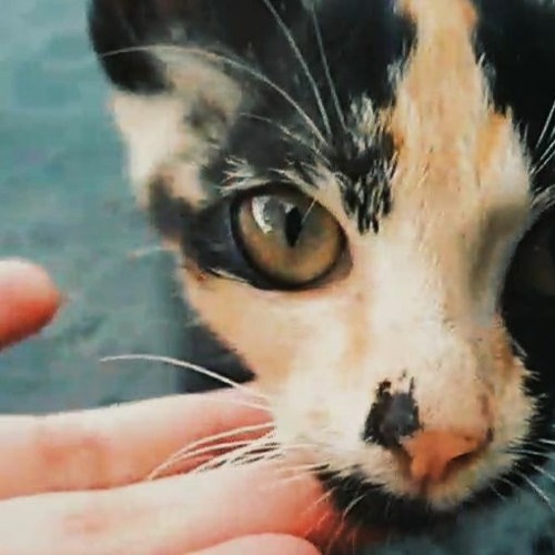 Stream Line Without A Hook [cover] by she’ | Listen online for free on