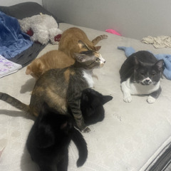 cat and dog type beat