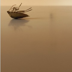 True Bugs - Maayan Tsadka  - Prehistoric Harmony 02