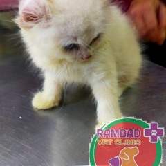 0817-273-670 Klinik Hewan Serpong Tangerang Selatan, Rambad Vet Clinic