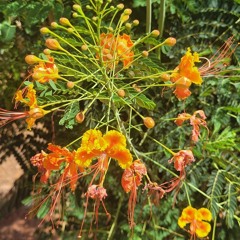 08.10.2025 - Cap. XXIV - Não Coloqueis a Candeia Sob o Alqueire  (17)