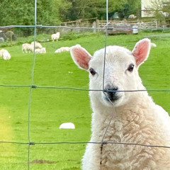 Love Her Madly (The Doors - Giddy & Rob Jam)