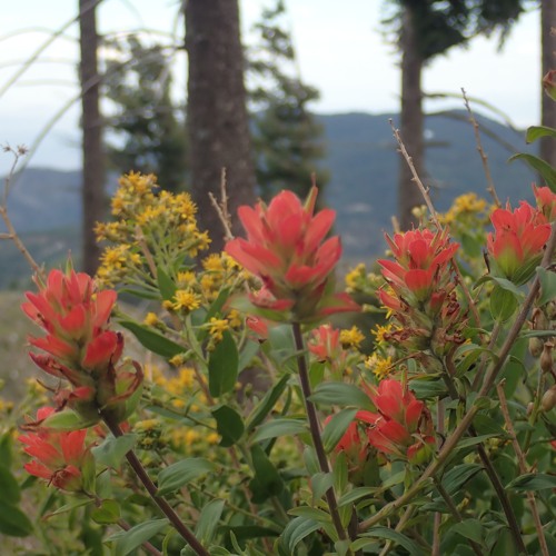 Three Four Synth Rag