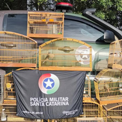 Mais de 90 aves silvestres mantidas em cativeiro são resgatadas em Lauro Müller