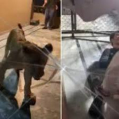 [Full Video] portal zacarias homem entra em jaula de leoa