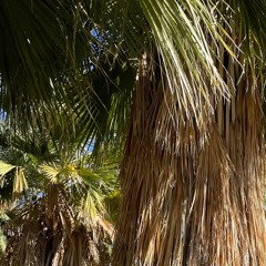 Yucca Oriole in Palms