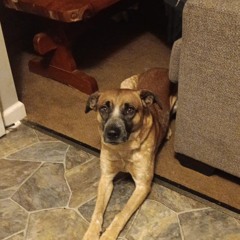 Dawson thats my dog prod #C$inn