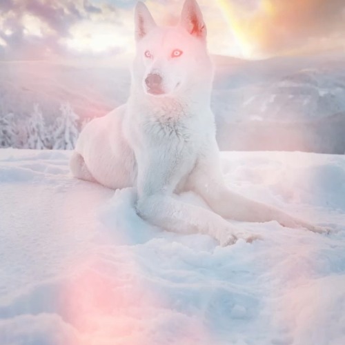 Do Dogs Have Wet Dreams