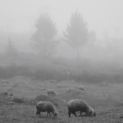 Ánima (Feat. Pájaro de Rodillas)