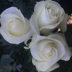 The Roses