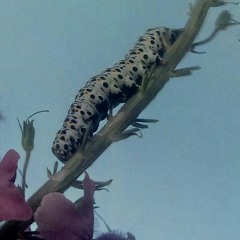 Owsley Sunshine - Show me love