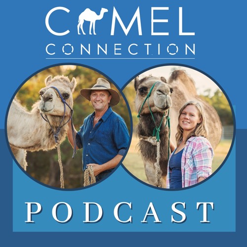 Every Camel Owner Needs To Know This Camel Disease Osteodystrophy Aka Big Head By Camel Connection Podcast