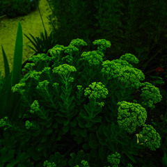 Flo(Rah) Número Dois