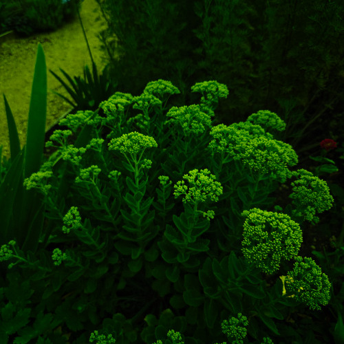 Flo(Rah) Número Dois