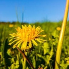 Kai Goldmann  - Löwenzahn