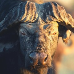 Buffalo ควาย