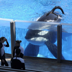 TILIKUM (orca way)