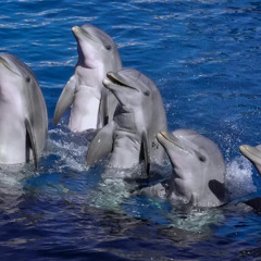 (12/8/25) 𓇼⋆.˚𓆉〰 SINE WAVE SWIMMIN MIX 〰𓆝𓆡⋆.˚ 𓇼