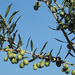 Invitation to Peaces  (parafrase of 1 Corinthians 13:1-8)
