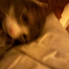 hales soundcloud 2025