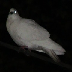 On the Blinds - Nachts im Wald