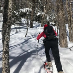 Lay Low (Shovels and Rope cover)