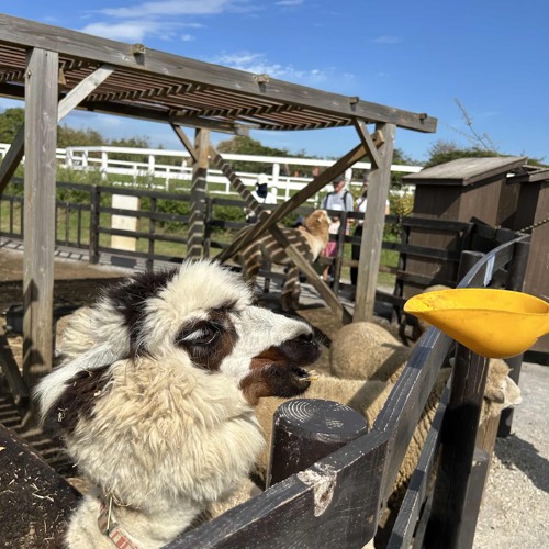 Walking ft.cultme (siem spark)