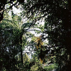 New Zealand - The Demon Trail - Birds And Insects #1