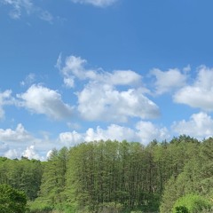 Naturbil . Spazierganz im Nadelwald . 23/11