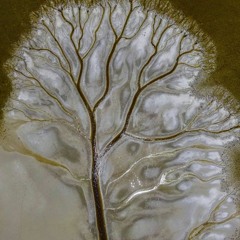 TreeOfLife                                                 R736