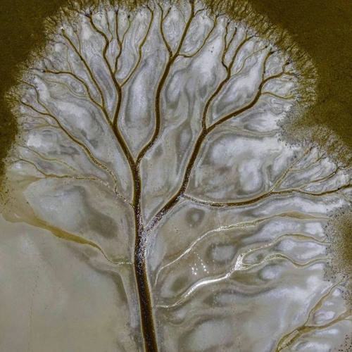 TreeOfLife                                                 R736