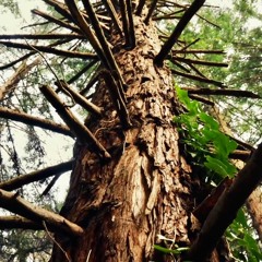 Morning In The Forest