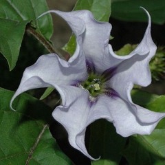 moon flower