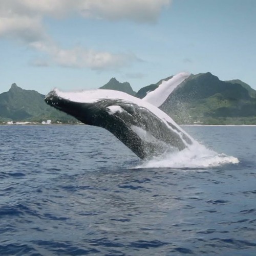 عبقرية الافتراس.. خفايا الذكاء البحري