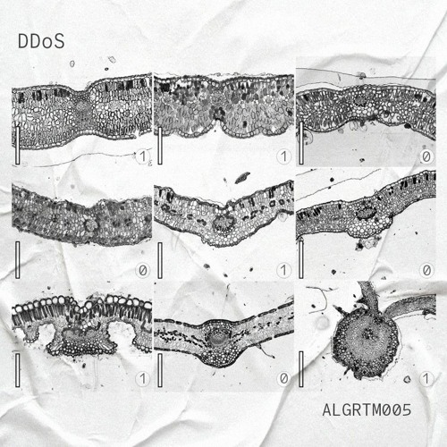 VA ▪ DDoS [ALGRTM005]