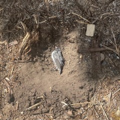 mourning dove with nasu