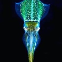 Cuttlefish Wave