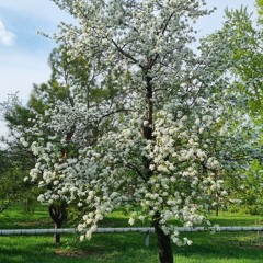 Диор сауваж(cover for Дмитрий Уткин)