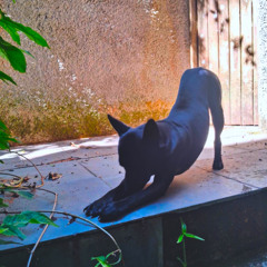 TONTON