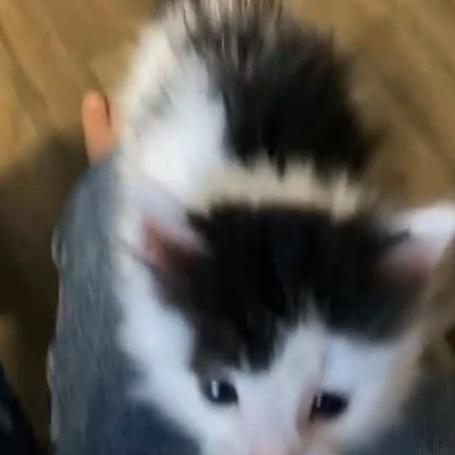 licks (icemop)