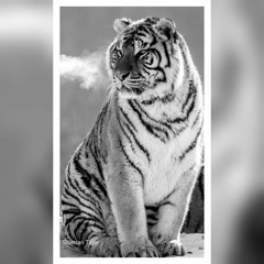 سورة الحاقة متعة مقـام النهاوند ☄️🌕 ابــداع منقطع النظــير🥇