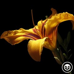 deep story nr. 221 | blossom | by LOCi