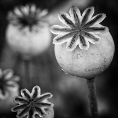 Sceptres