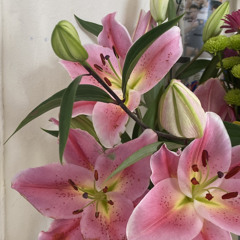 some protector cover - fia