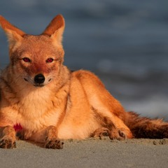 Jackal