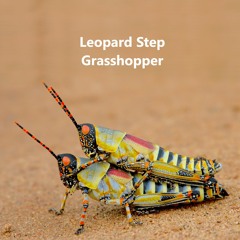 Leopard Step - Grasshopper
