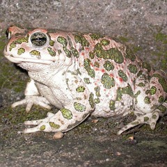 Bufotes viridis call